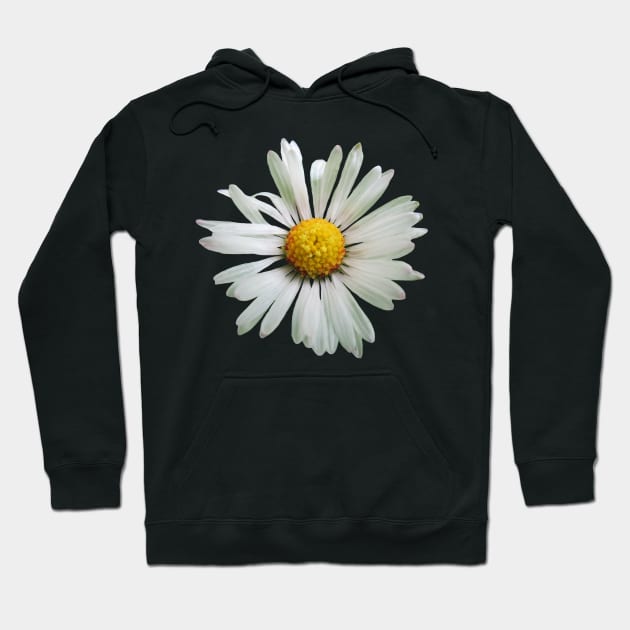 white daisy flower, blooming daisy, blooms, flowers, daisies Hoodie by rh_naturestyles